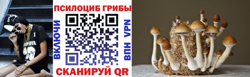 Купить где  Фёдоровский  Галлюциногенные грибы Cubensis 